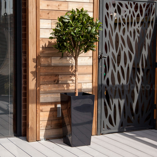 Artificial Standard Bay Tree and Black Planter